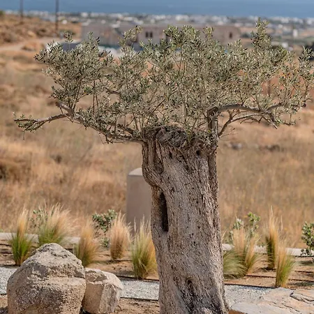 Terra & Olive Naxos *